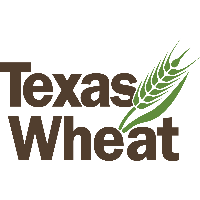 Texas Wheat